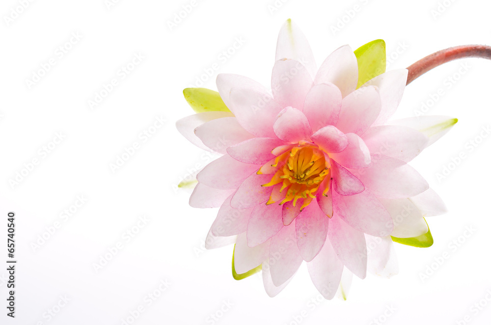 Lotus flower isolated white background