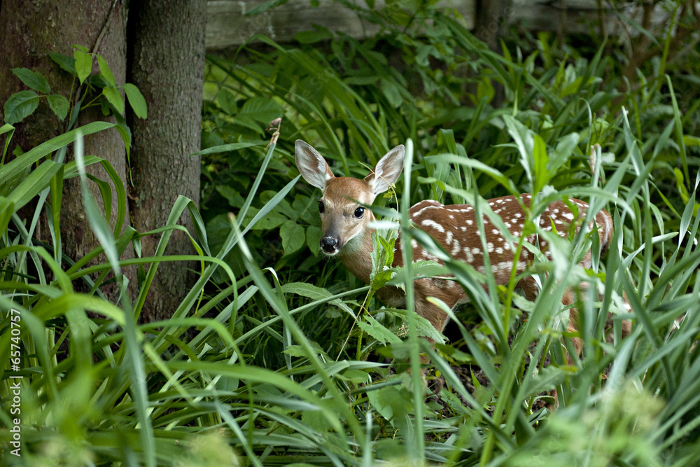 Fawn in thick Foliage