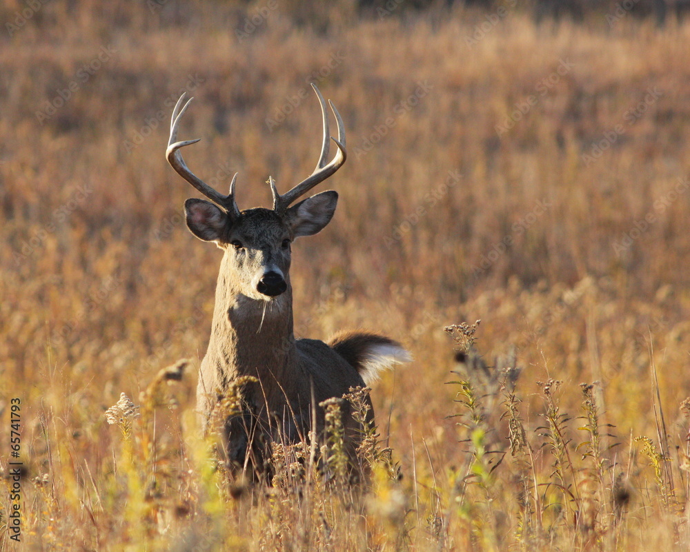 White-tailed Deer White-tailed Deer