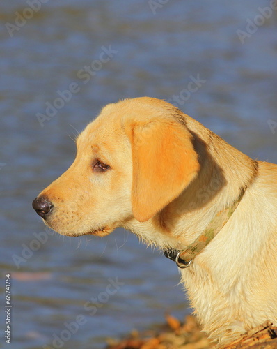 Golden Labrador Retriever