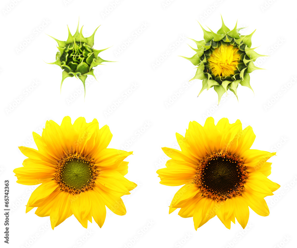 Sunflower plant isolated on white background. Sunflower plant isolated on white background.