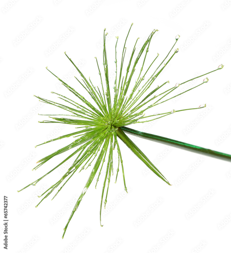 Fresh green leaf isolated on white background