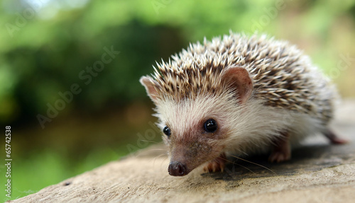 Hedgehog