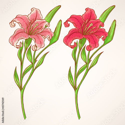 Fototapeta Naklejka Na Ścianę i Meble -  pink lily