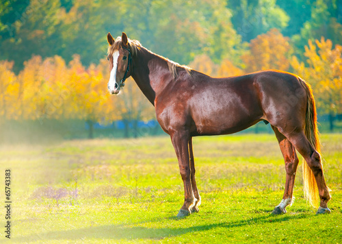 horse