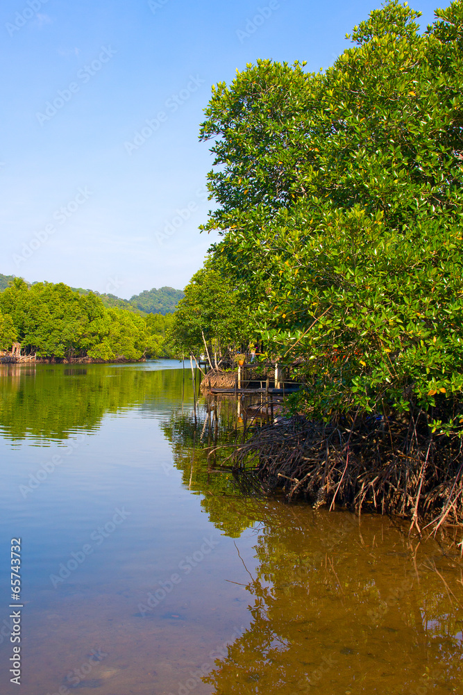 Mangrove forest in gulf of thailand