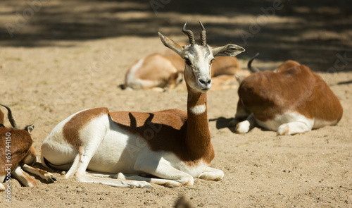  mohor gazelles  on sand photo