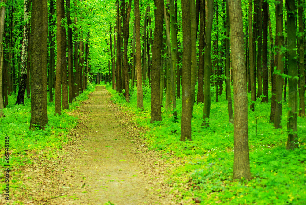 forest forest
