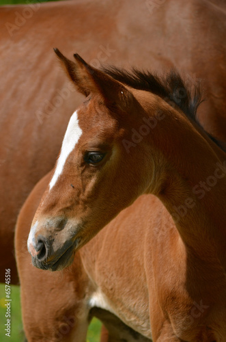 Foal in field