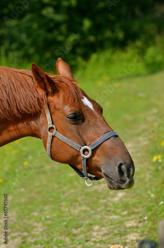 Horse eating Baguette