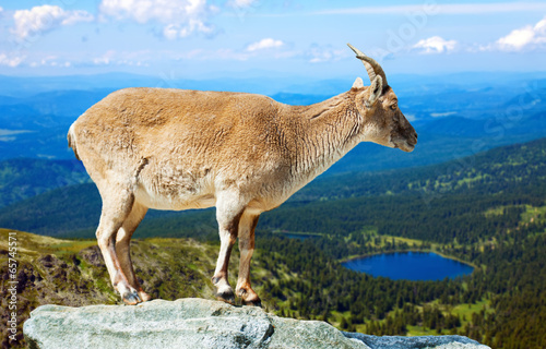  barbary sheep  on rock photo