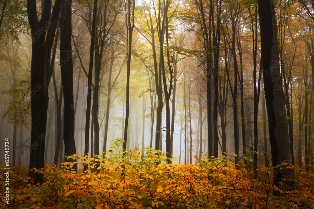 Fototapeta premium Foggy mystic forest during fall