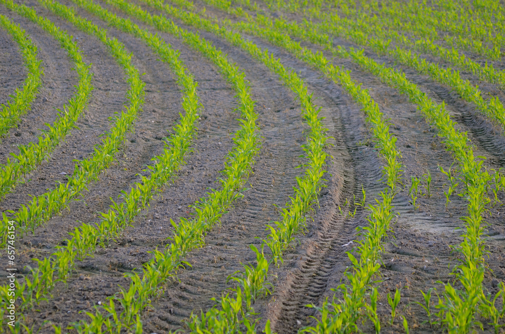 Field with rows of young corn plants Field with rows of young corn plants