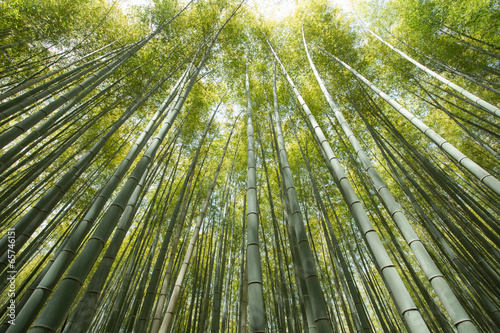 bamboo grove  forest of bamboo grove in Arashiyama  Kyoto  Japan