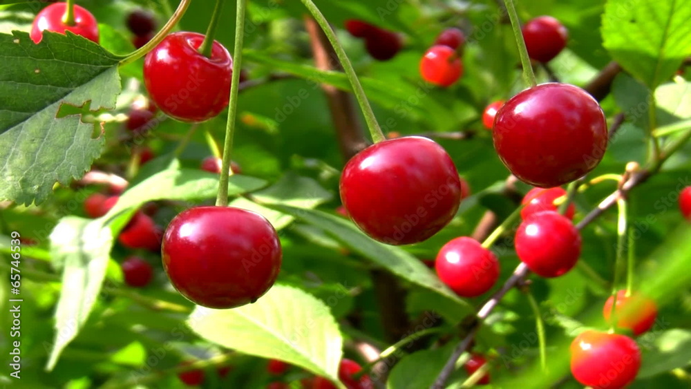 Close up of ripe cherries on the cherry tree Close up of ripe cherries on the cherry tree