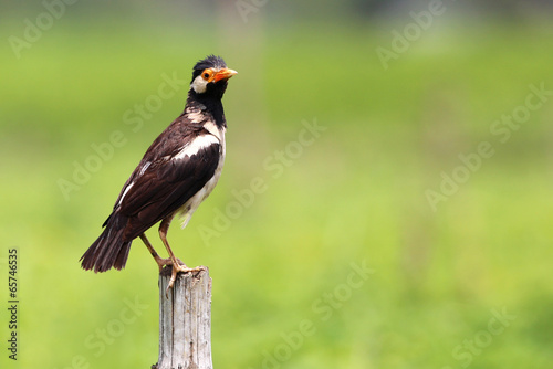 Young Asian Pied Starling © Swapan