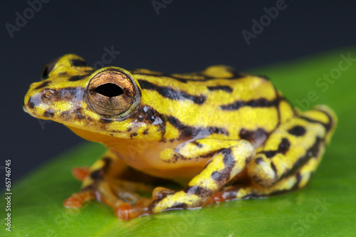 Reed frog / Hyperolius spec. © mgkuijpers