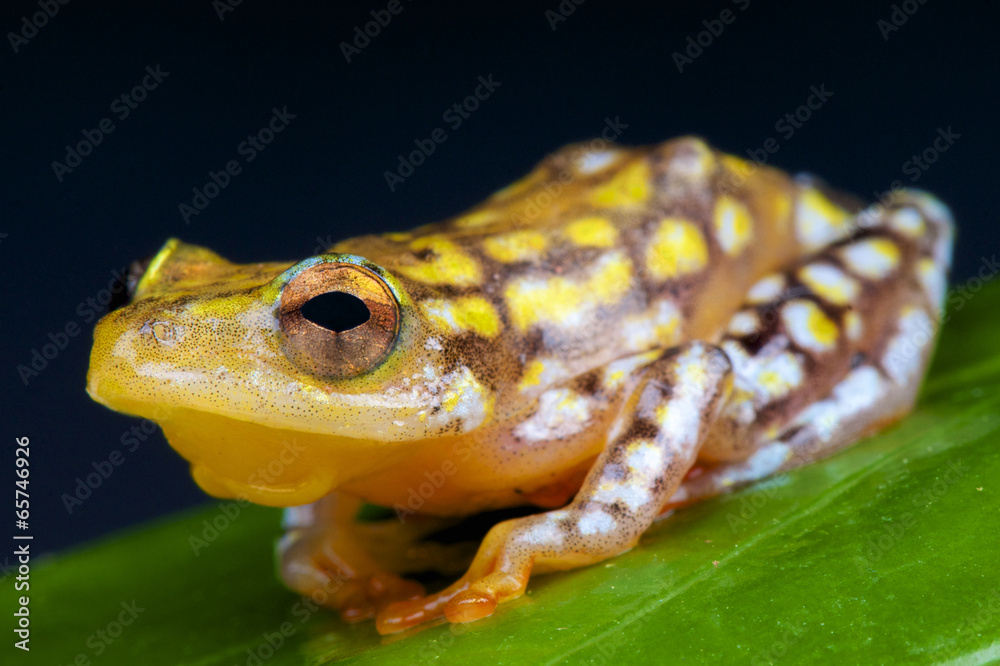 Naklejka premium Spotted reed frog / Hyperolius substriatus