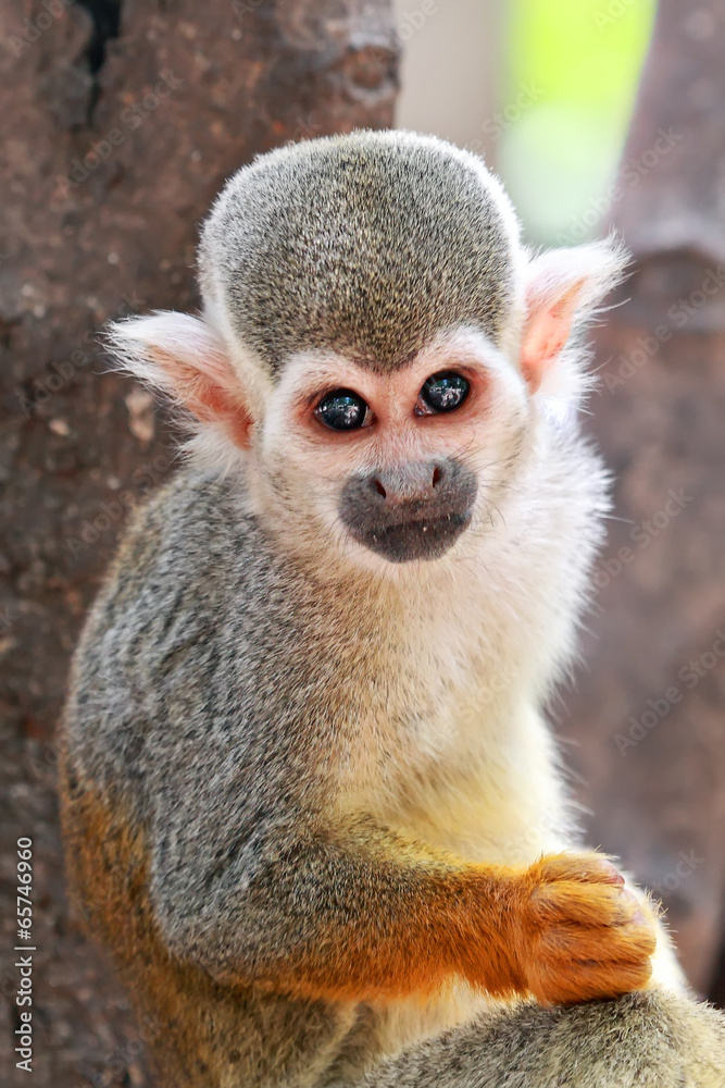 Obraz premium Monkey