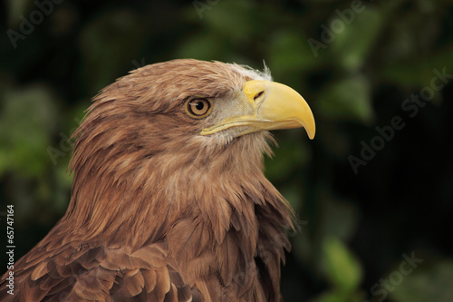 european eagle