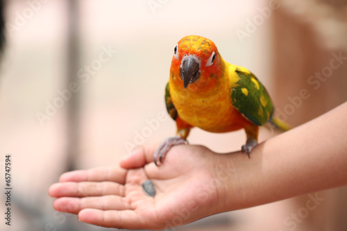 parrot is eating foods.