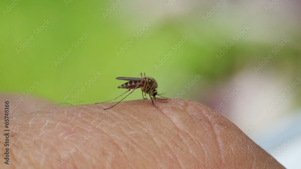 mosquito drinks blood out of man - macro mosquito drinks blood out of man - macro