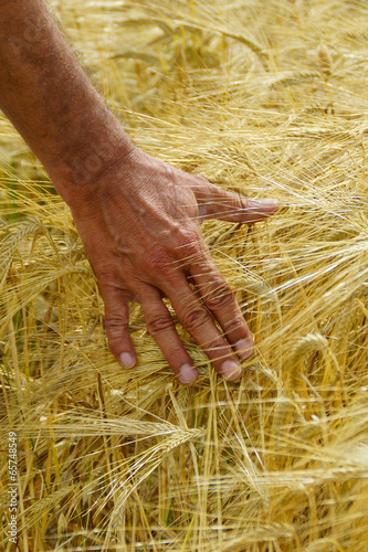 Eine Hand streicht durch ein Kornfeld