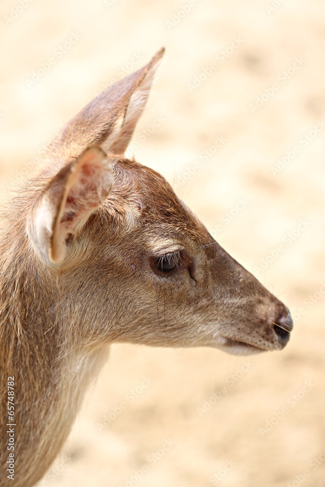 Young deer in the farm.