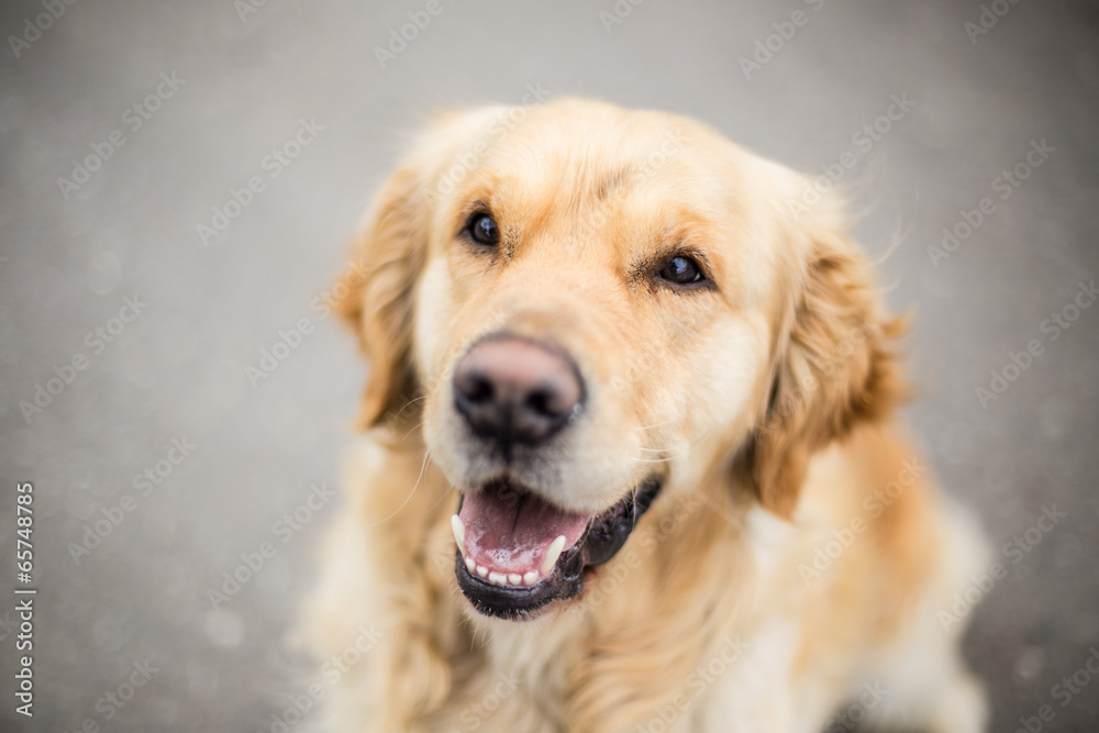 Portrait of a golden retriever