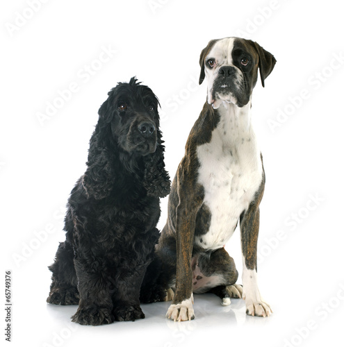 english cocker and boxer