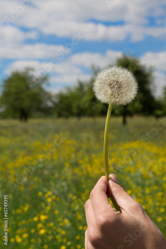 Photos Dandelion – blowball