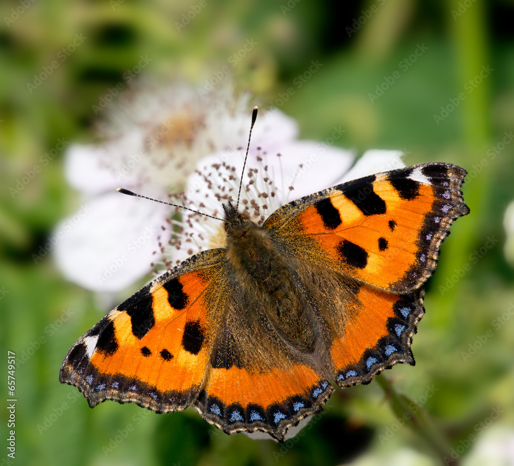 Obraz premium kleiner Fuchs