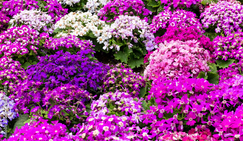 Obraz premium Cineraria field