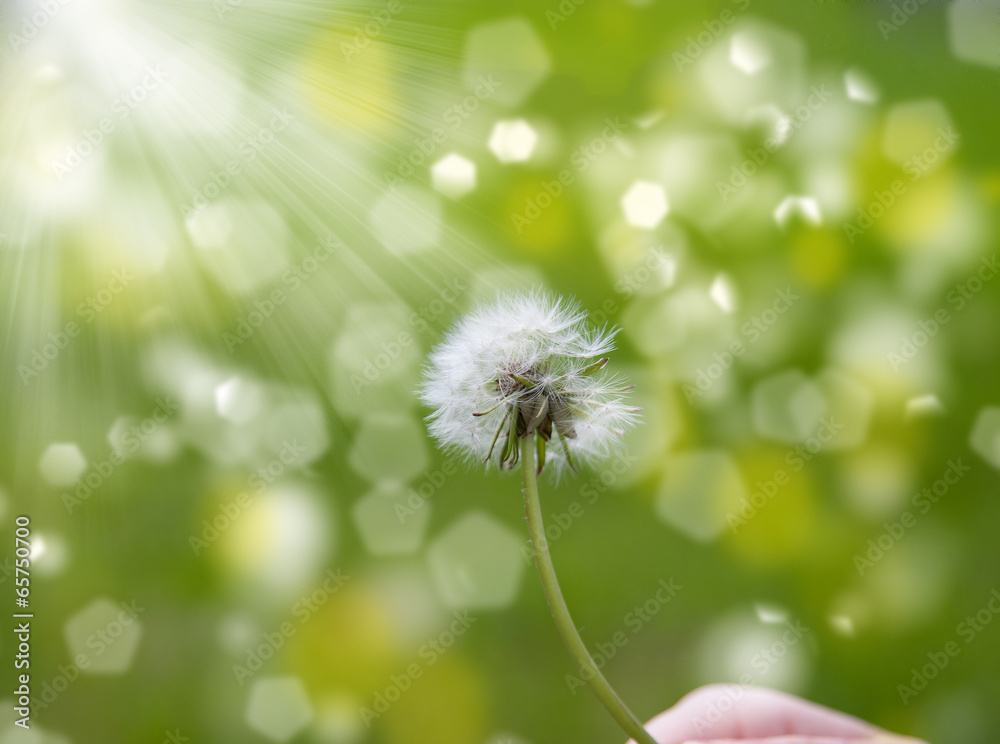 Dandelion in the wind