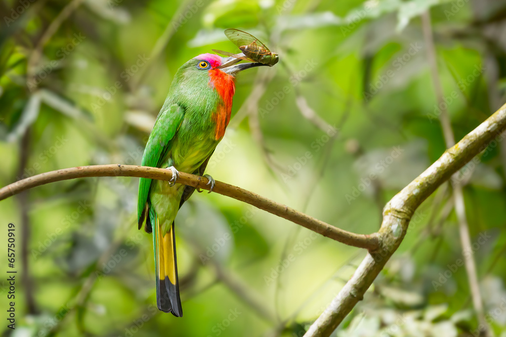 Red-bearded Bee-eater(Nyctyorni samictus)with Cicada in Red-bearded Bee-eater(Nyctyorni samictus)with Cicada in