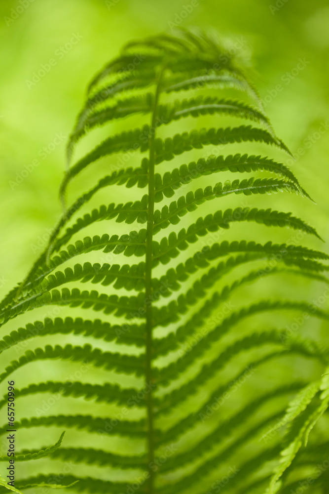  leaf of a fern shined with the sun. Close up.