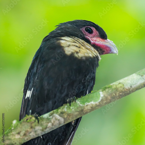 Close up portrait of Dusky Broadbill (Corydon sumatranus) photo