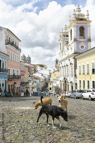 Foto Stray Dogs in Pelourinho Salvador Brazil