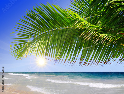  Beautiful beach with palm trees.