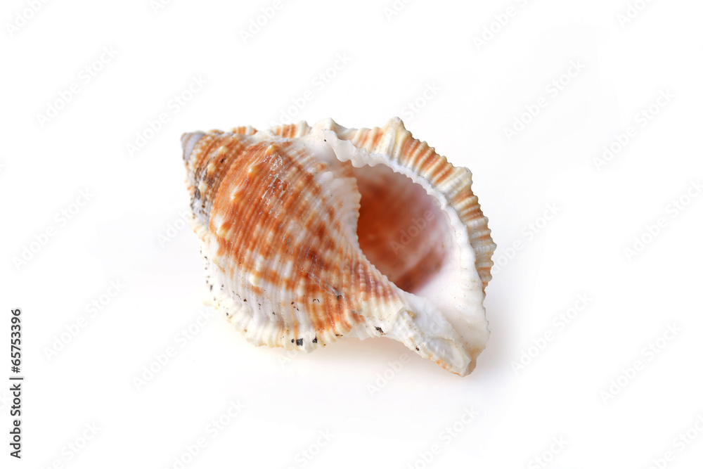 sea shell