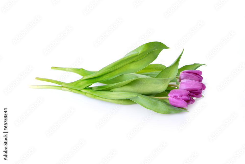 Fototapeta premium pink tulips