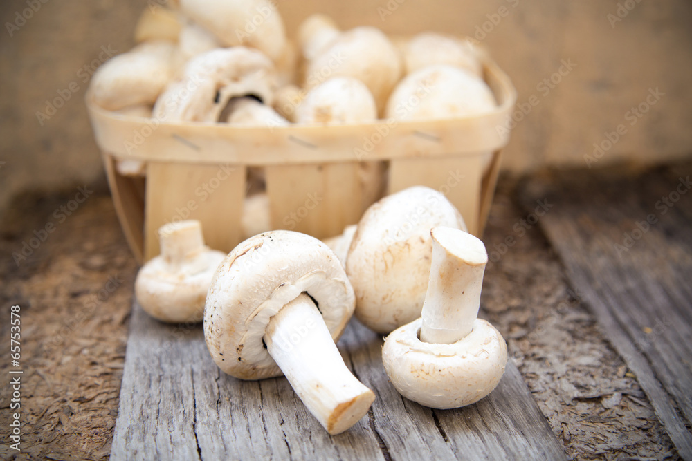 mushroom mushroom