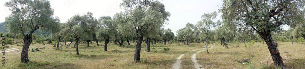 Fototapeta premium Panorama of olive trees