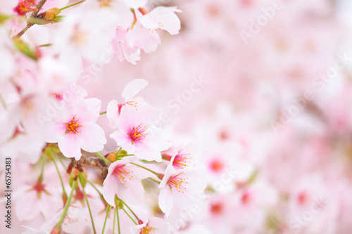Cherry blossom © leungchopan