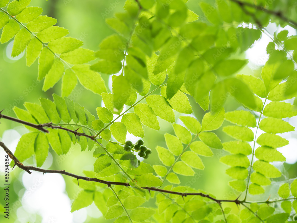 自生の山山椒の葉と実 Stock Photo Adobe Stock