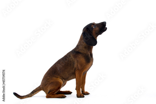 dog in studio  Bavarian Mountain Scenthound dog