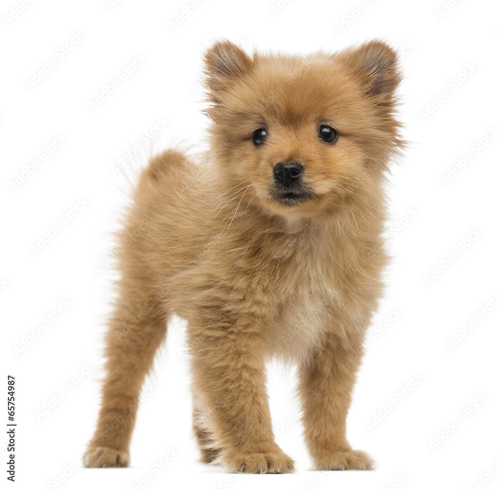 Obraz premium Spitz puppy (2 months old)