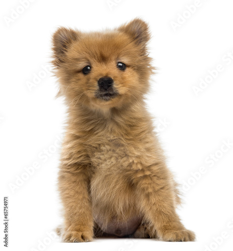 Fototapeta Naklejka Na Ścianę i Meble -  Spitz puppy (2 months old)