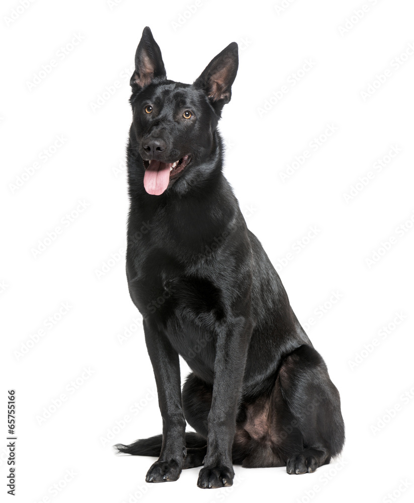 Belgian Shepherd Dog (Malinois) Belgian Shepherd Dog (Malinois)