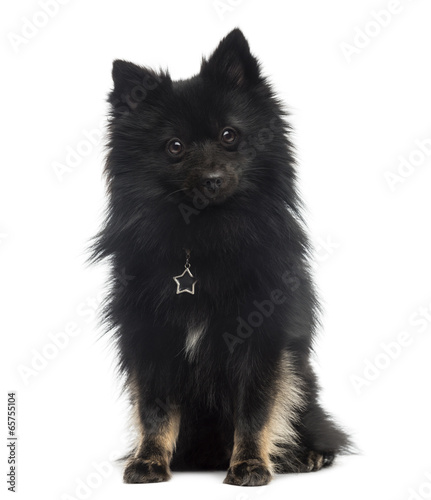 German Spitz (2 years old)